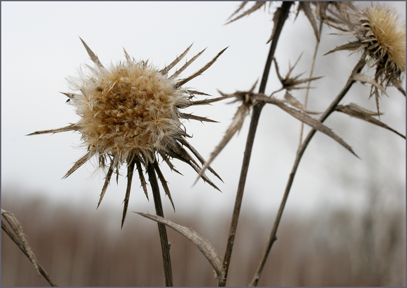 photo "Апрель" tags: nature, flowers