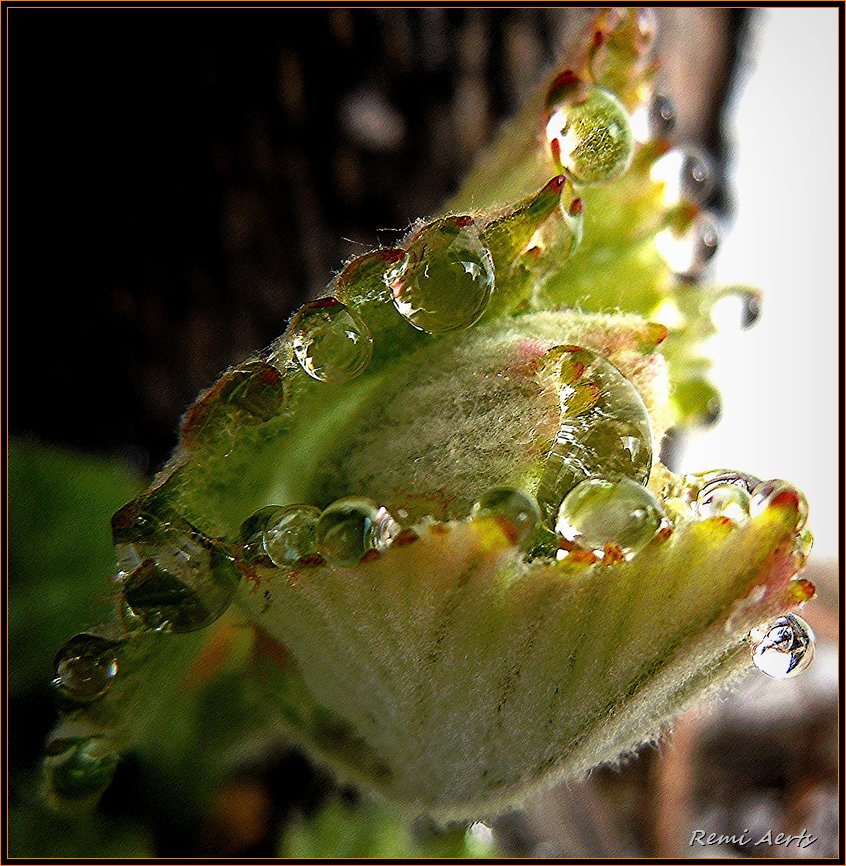 photo "***" tags: nature, macro and close-up, flowers