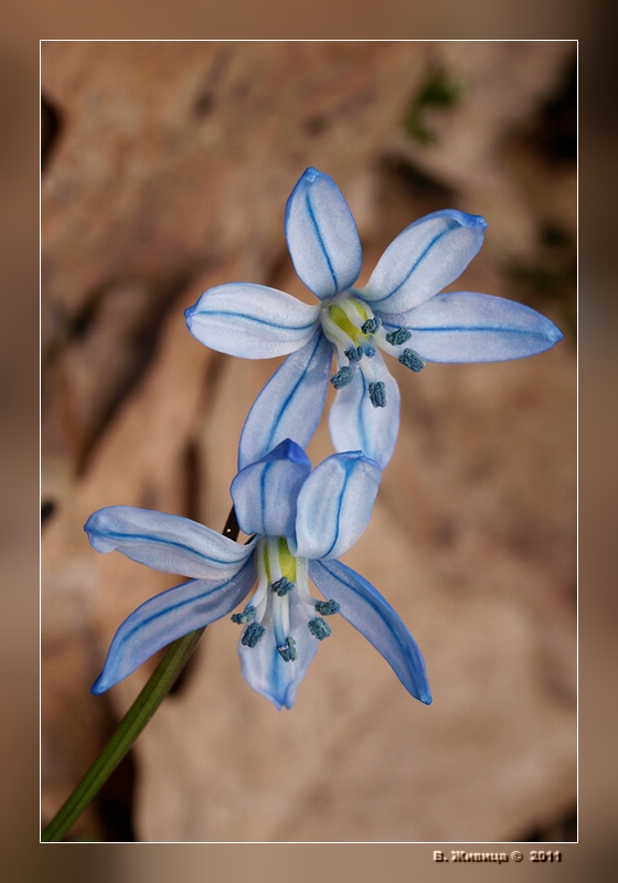 photo "***" tags: nature, macro and close-up, flowers