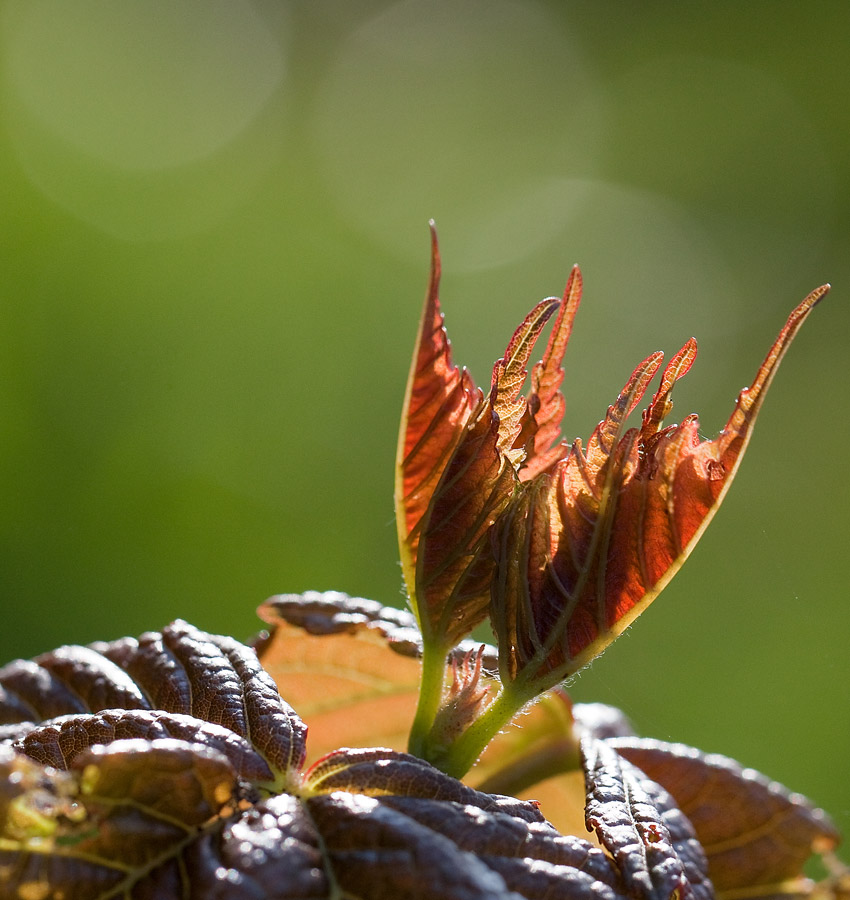 фото "Солнечный листик" метки: природа, макро и крупный план, цветы
