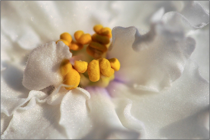 photo "White Beauty" tags: macro and close-up, 