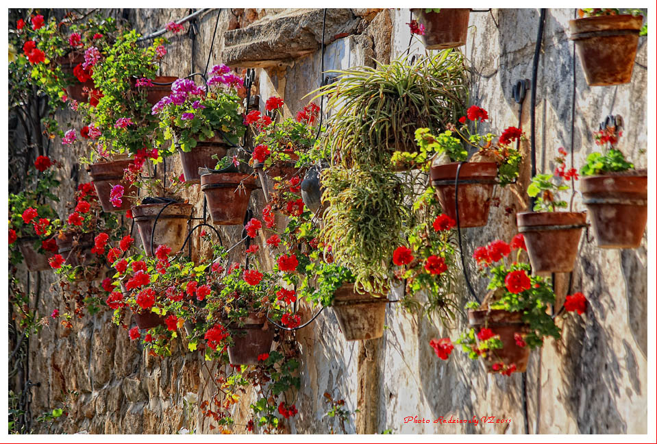 фото "Wall flowers" метки: природа, город, цветы