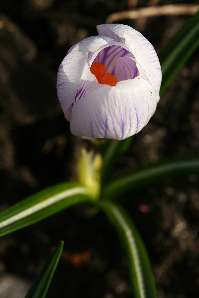 photo "***" tags: macro and close-up, nature, flowers