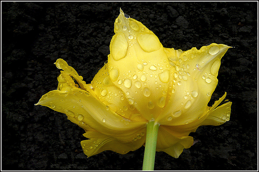 photo "Yellow tempered" tags: nature, macro and close-up, drop, flowers