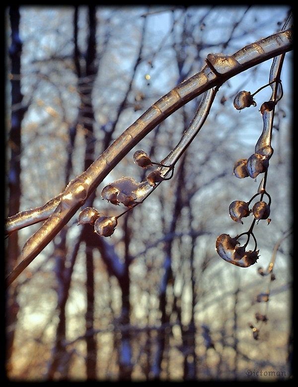 photo "***" tags: nature, landscape, winter