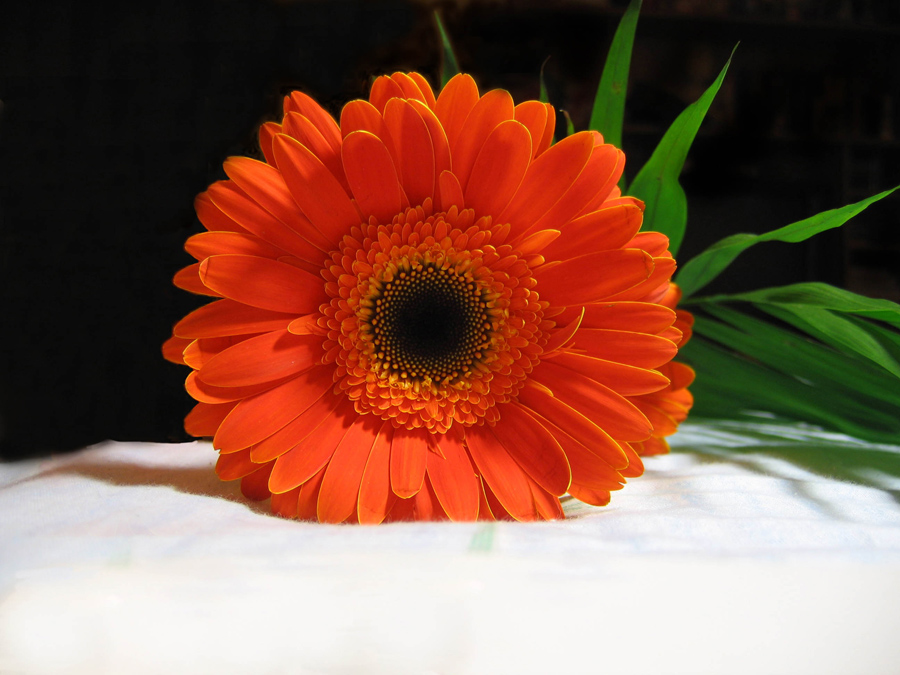 photo "Gerbera" tags: macro and close-up, nature, flowers