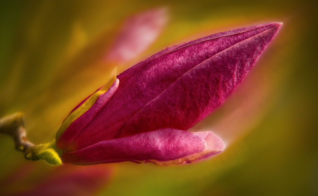 photo "***" tags: macro and close-up, 