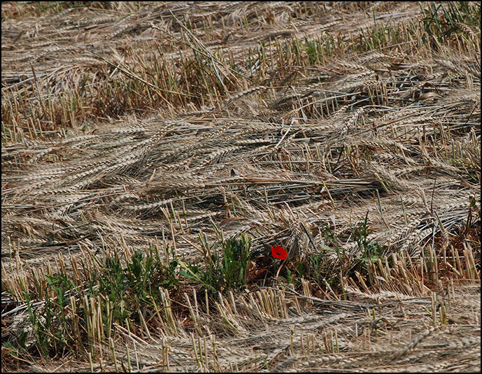 photo "Field." tags: nature, landscape, flowers