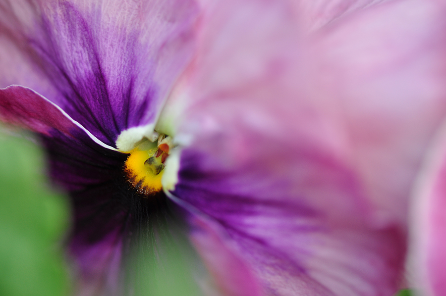 photo "***" tags: macro and close-up, 