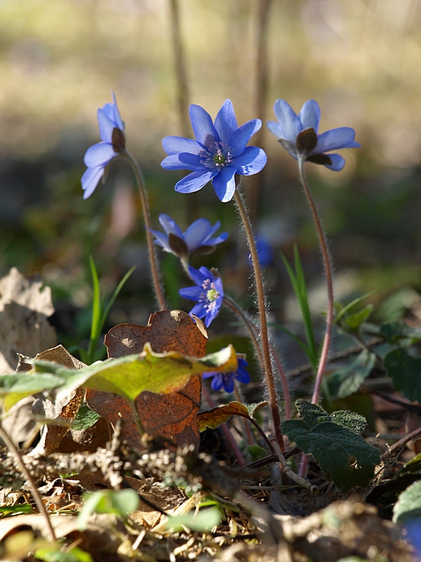 photo "***" tags: landscape, forest, spring