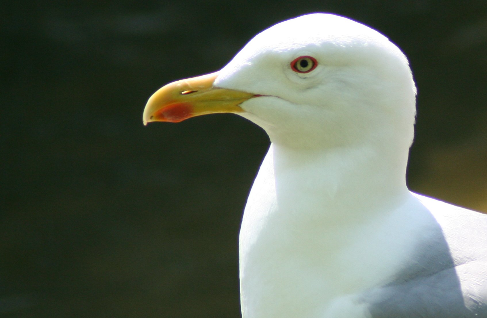 photo "mister seagull" tags: nature, wild animals