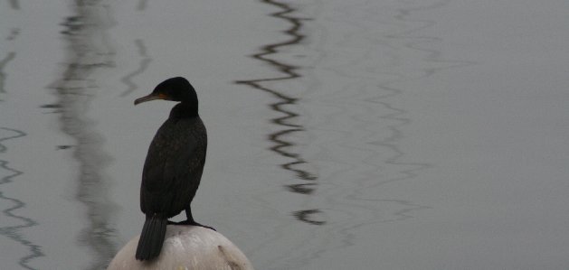 photo "in the port" tags: nature, wild animals