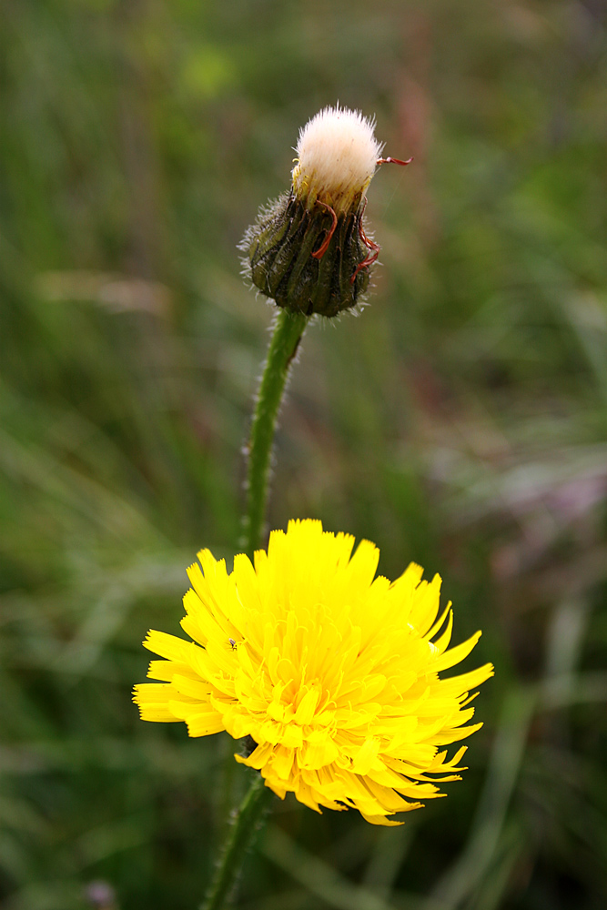 photo "Portrait of a dandelion" tags: nature, flowers