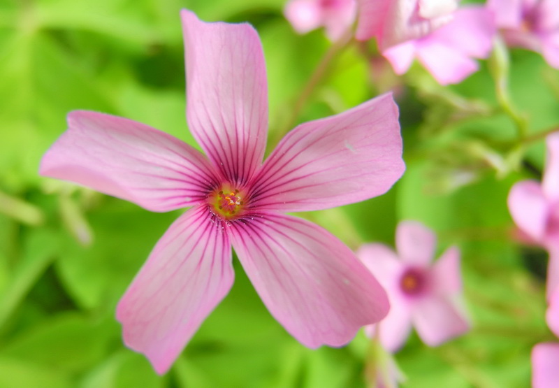 photo "Spring Flower" tags: macro and close-up, 