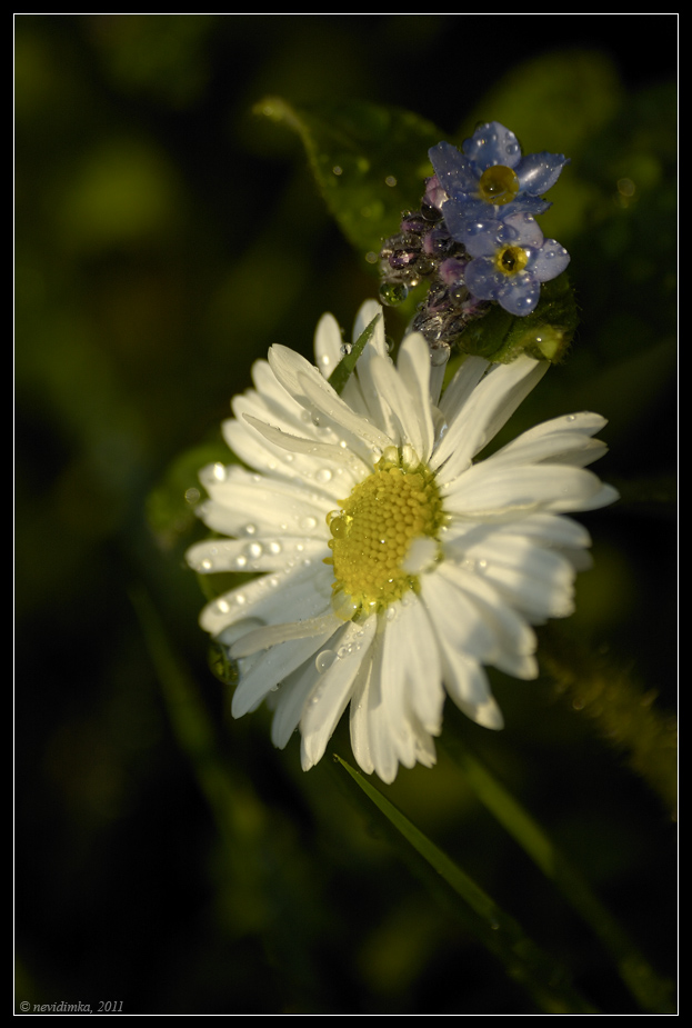 photo "***" tags: nature, macro and close-up, flowers