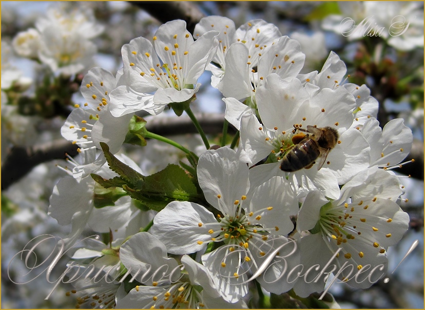 photo "HAPPY EASTER!" tags: nature, flowers