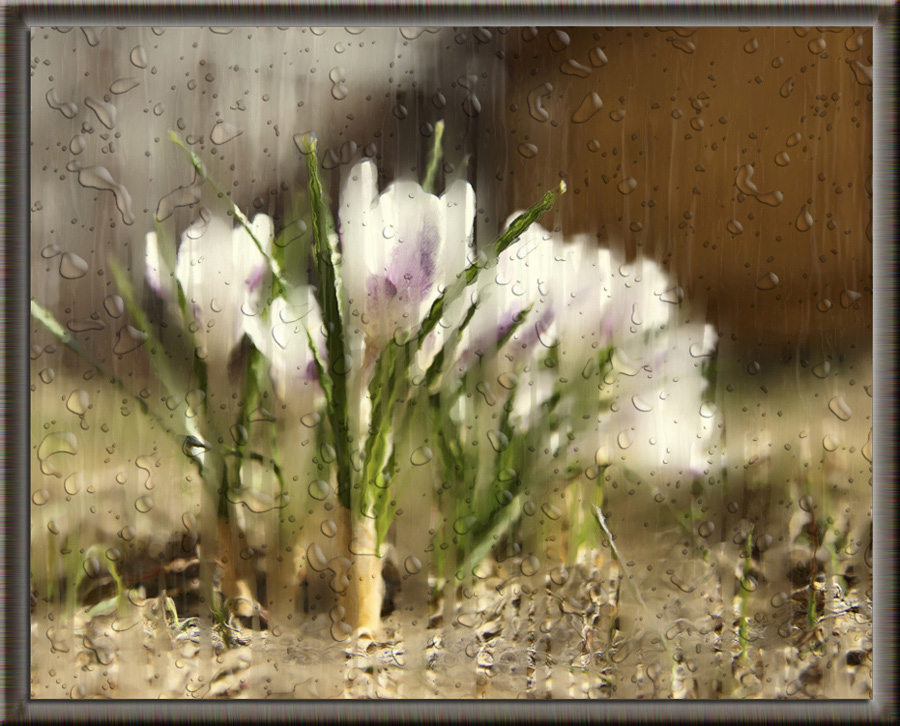 photo "***" tags: nature, still life, flowers