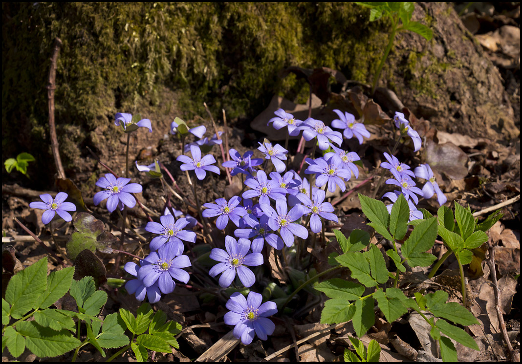 photo "First Flowers" tags: nature, macro and close-up, flowers