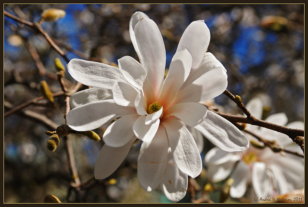 photo "* * *" tags: landscape, nature, flowers, spring