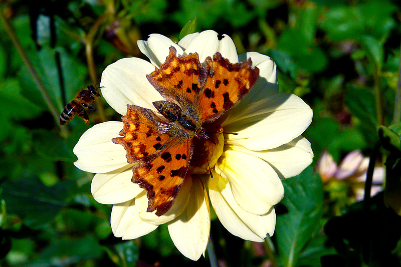 photo "Last harvest" tags: nature, flowers, insect