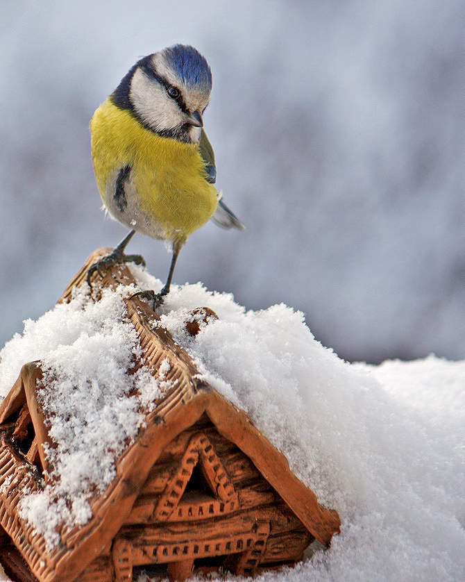 photo "***" tags: nature, wild animals