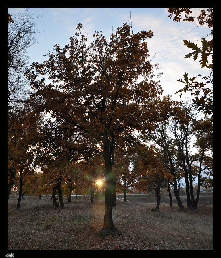 фото "Солнце в дубах" метки: , 