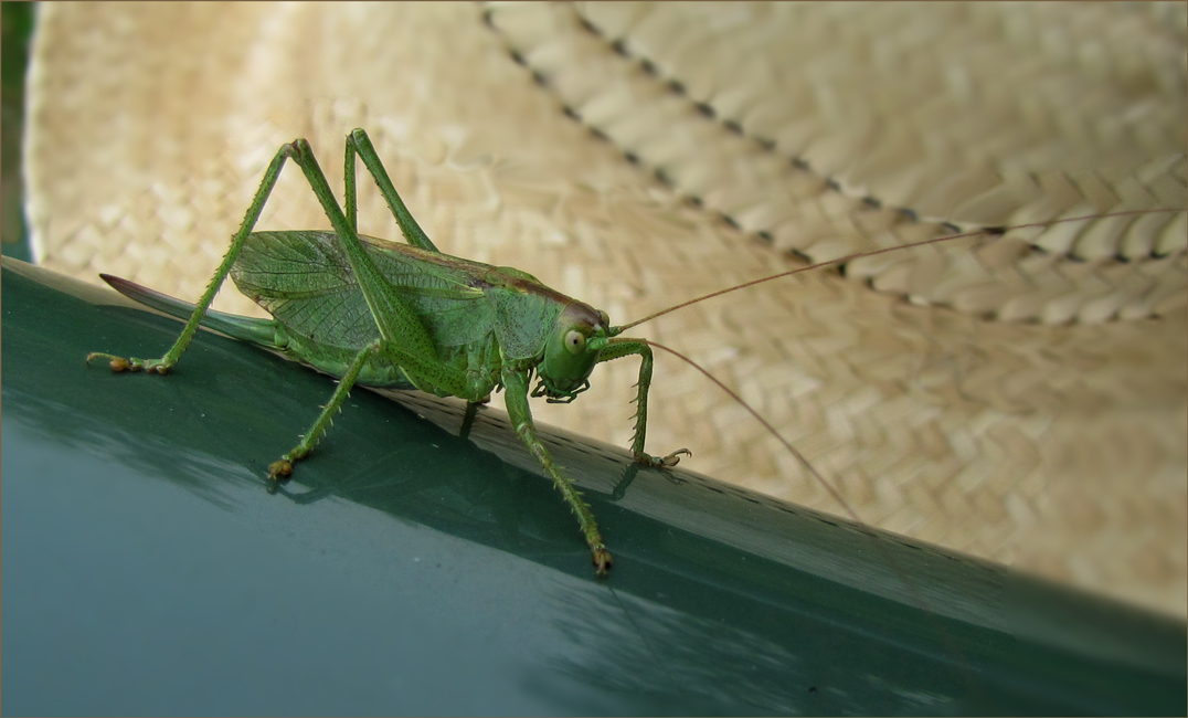 photo "***" tags: nature, insect