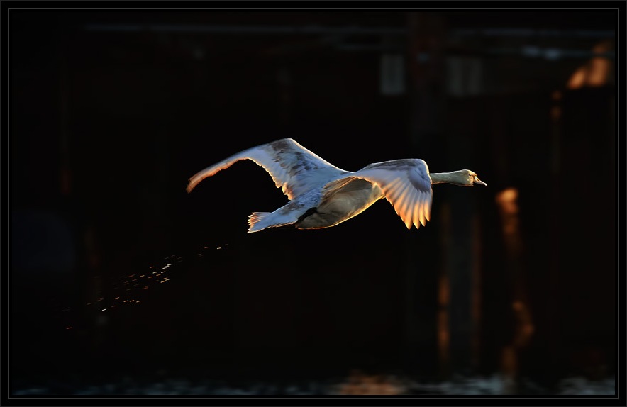 photo "Swan Lake" tags: , 