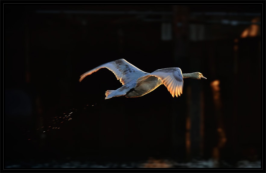 фото "Swan Lake" метки: , 