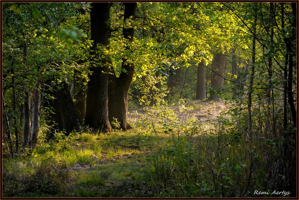 фото "22 avril 2011" метки: пейзаж, весна, лес