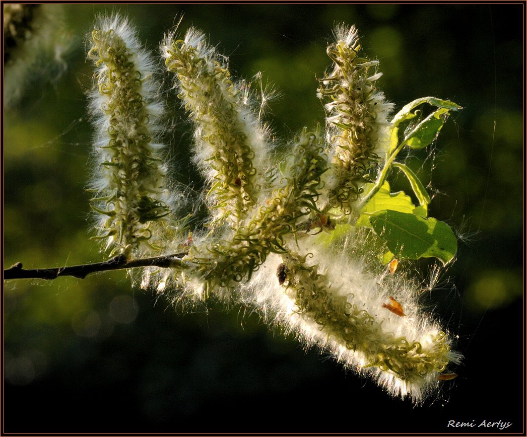 photo "***" tags: nature, macro and close-up, flowers