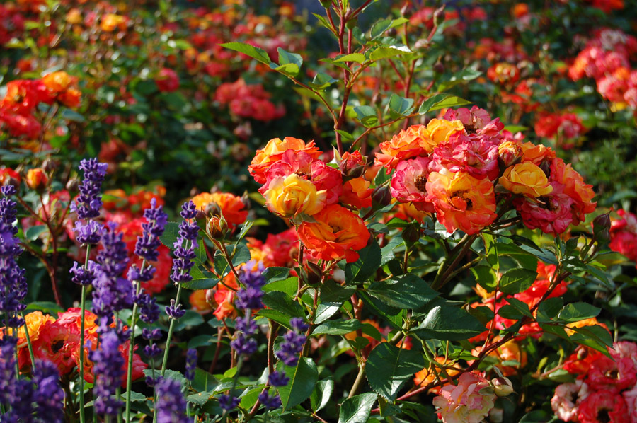 photo "***" tags: , 