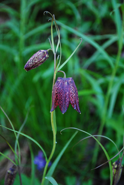 photo "Black tulip" tags: nature, flowers