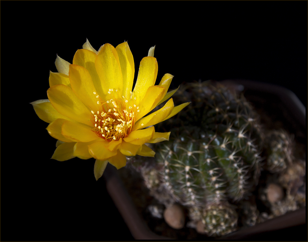 photo "A Small Sun" tags: nature, macro and close-up, flowers