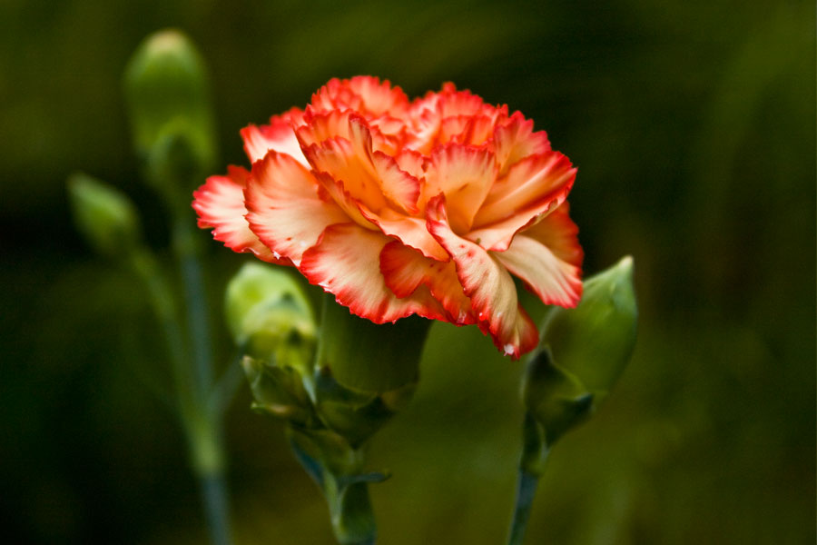 photo "***" tags: nature, flowers