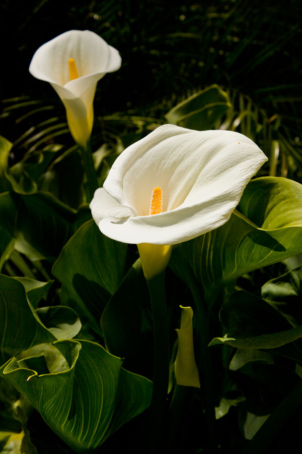 photo "***" tags: nature, flowers