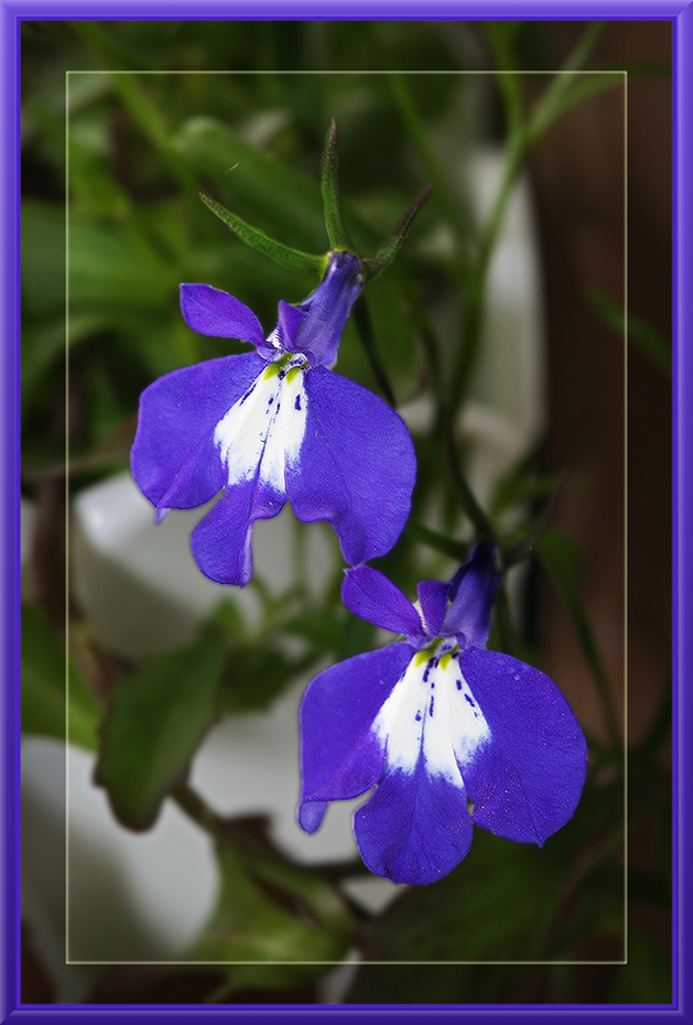 photo "***" tags: , 