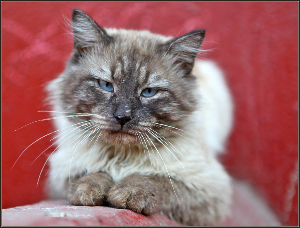 photo "cat" tags: portrait, nature, pets/farm animals