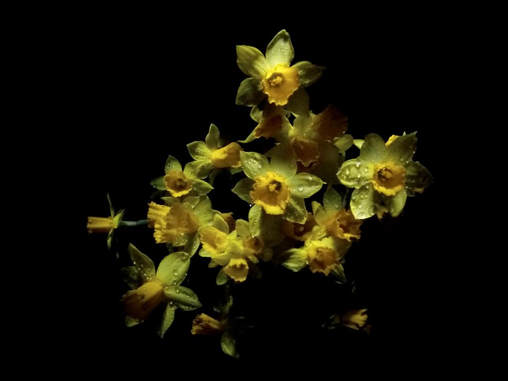 фото "Daffodils" метки: природа, цветы