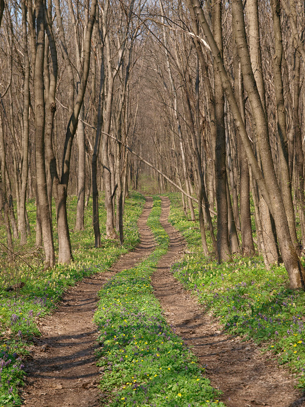 фото "Весеннею дорогой" метки: пейзаж, весна, лес