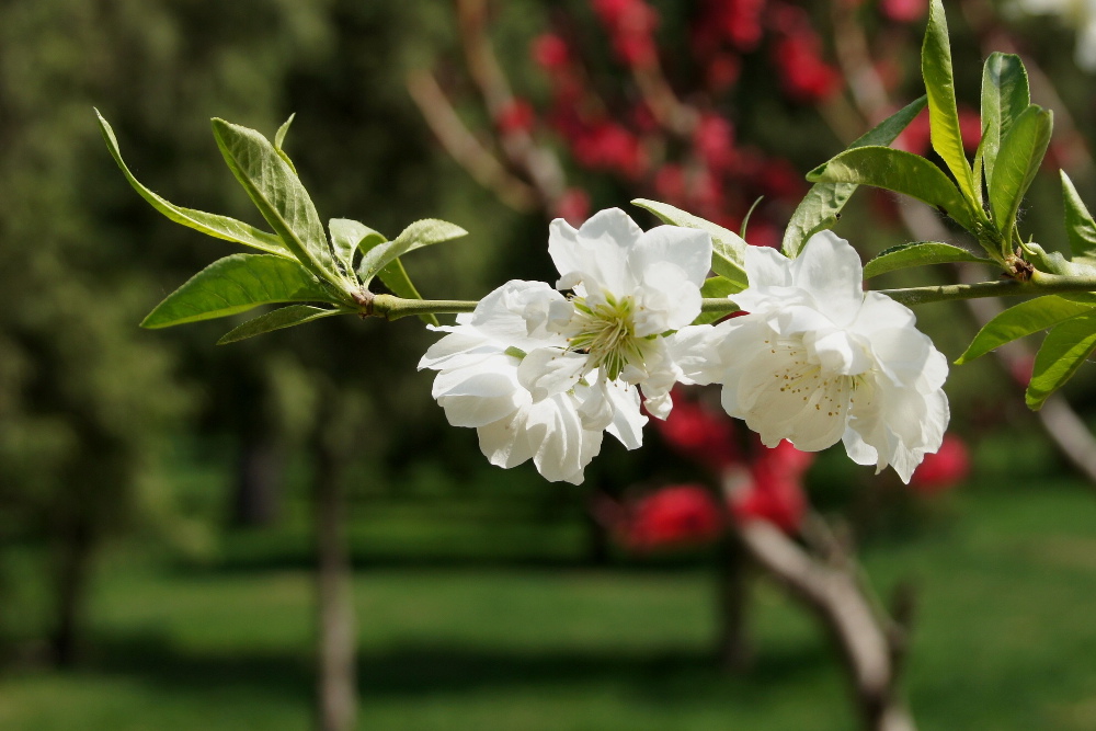 photo "***" tags: nature, travel, Asia, flowers