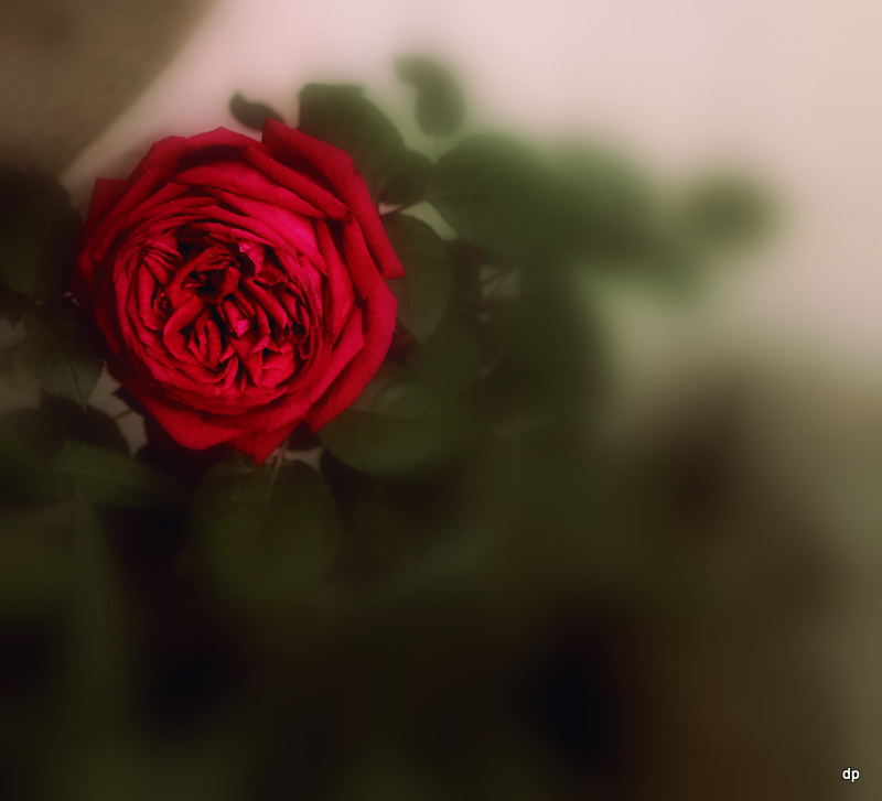 photo "***" tags: nature, flowers