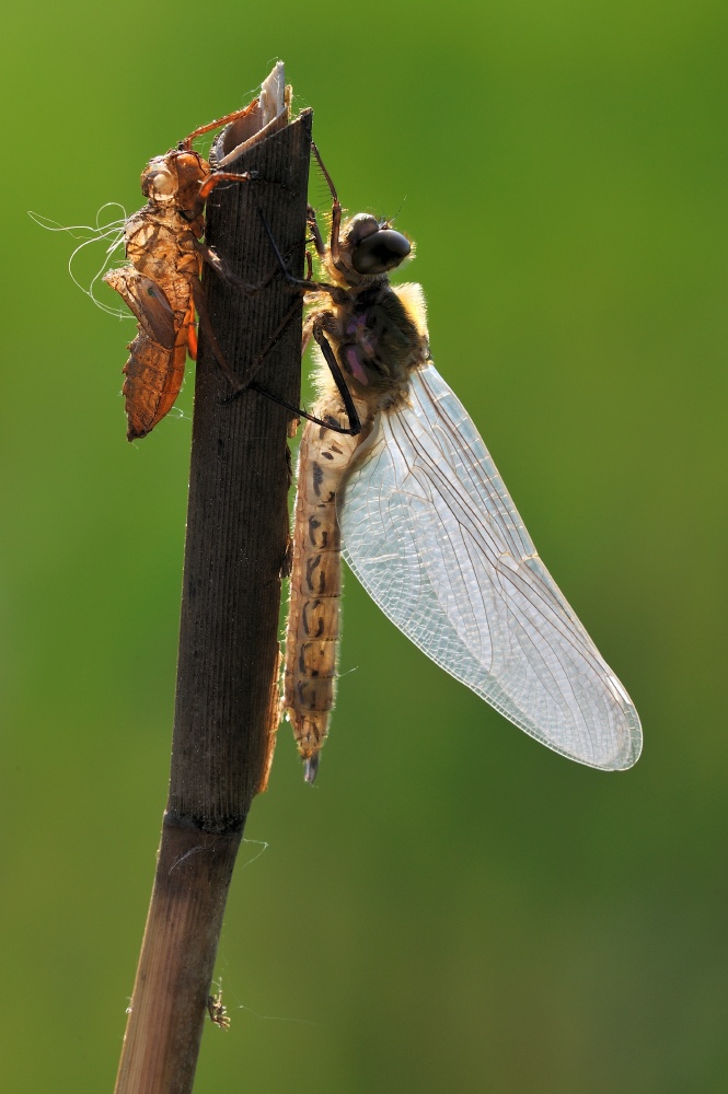 photo "New life" tags: nature, insect