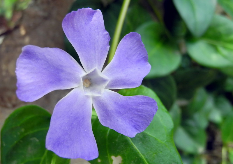 photo "Spring Flower 4" tags: nature, macro and close-up, flowers