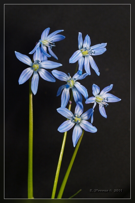 photo "Во время съемки не один цветок не пострадал" tags: nature, flowers