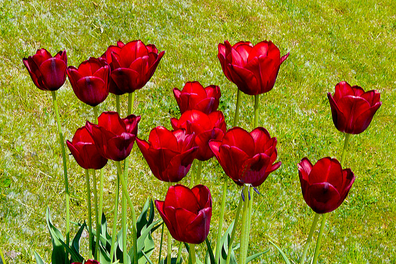 photo "Red tulips" tags: nature, flowers, park, spring