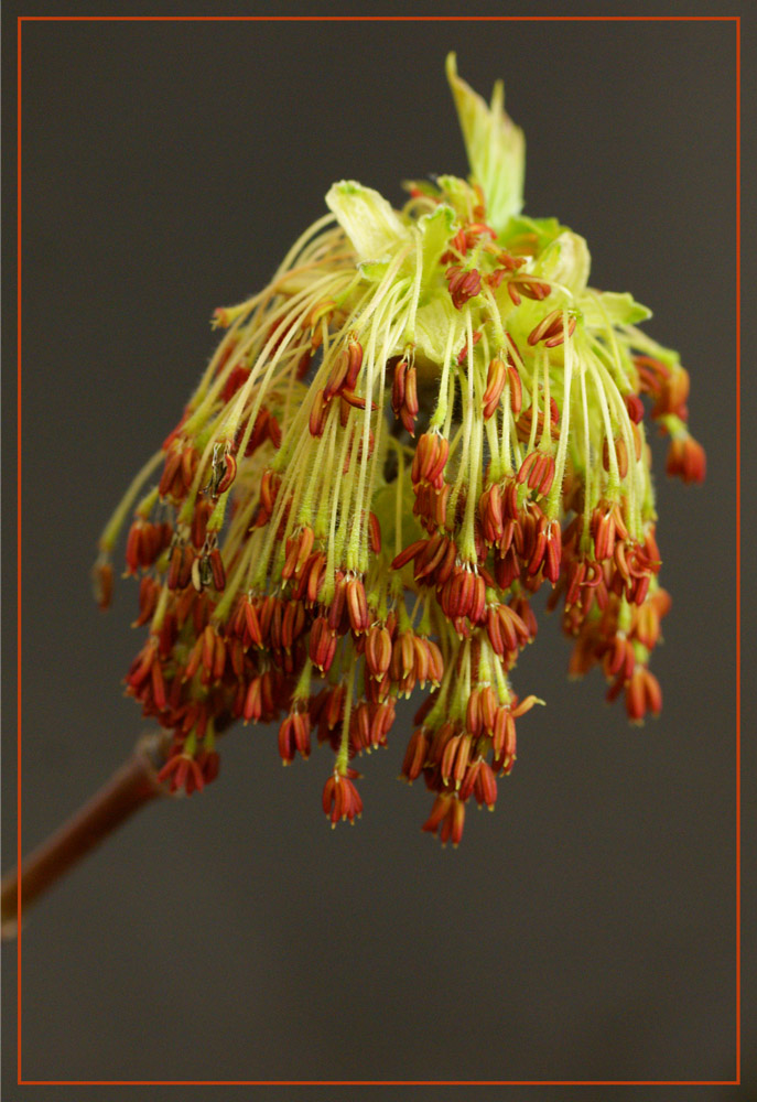 photo "***" tags: macro and close-up, 