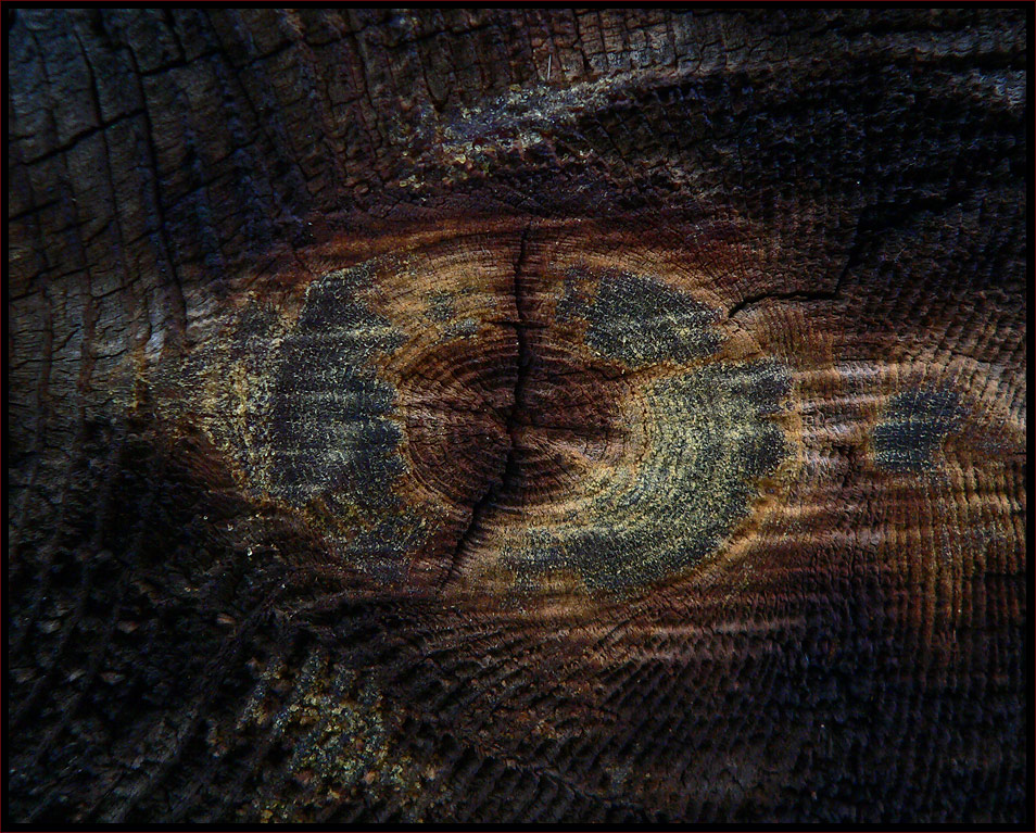 photo "colours of the wood" tags: macro and close-up, abstract, 