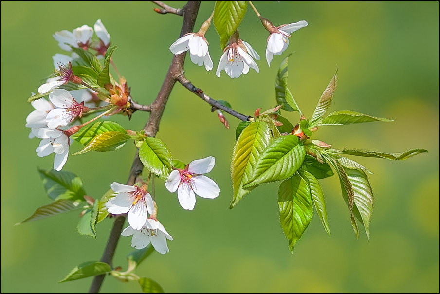 photo "***" tags: landscape, nature, flowers, spring