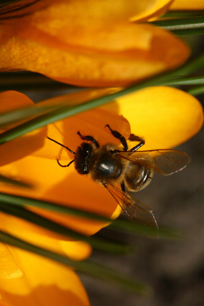 photo "***" tags: macro and close-up, nature, insect